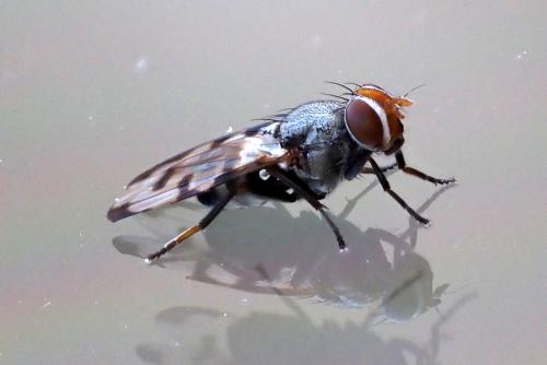 Herina tristis